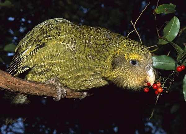 Các nhà bảo tồn đã đưa ra những biện pháp quyết liệt để bảo vệ Kakapo trước những động vật ăn thịt trên đảo. Cho đến nay, việc ngăn chặn nguy cơ tuyệt chủng của loài vẹt này đang thu hút được rất nhiều sự chú ý.