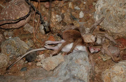 Thủ pháp tấn công quen thuộc của nhện Turantula là chờ kẻ bất hạnh tới gần và bất ngờ chộp lấy nó mà không cảnh báo.