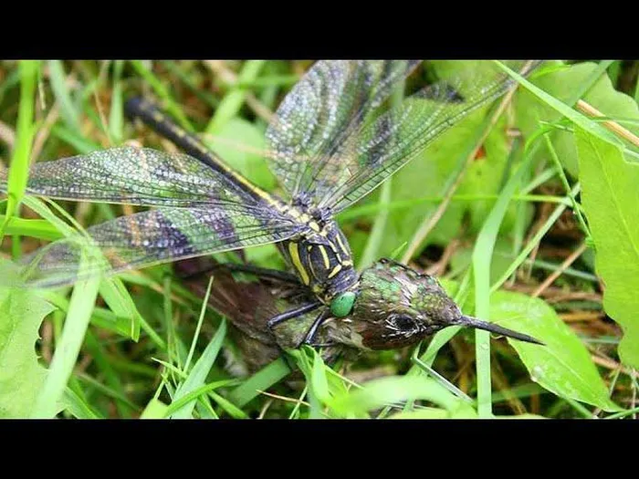  3. Chuồn chuồn là loài vật nhỏ, di chuyển nhanh. Và mặc dù bé nhỏ, chúng hoàn toàn không phải là con mồi cho những loài ăn thịt khác. Chuồn chuồn là một trong những loài nhỏ bé sở hữu khả năng săn mồi đáng sợ khiến hổ báo phải "xấu hổ".