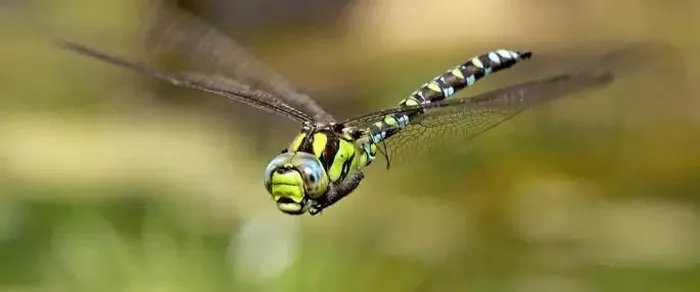 Có thể nói, tỷ lệ này cao hơn bất kỳ sinh vật nào khác trên Trái đất. Trong khi đó, báo chỉ bắt mồi thành công khoảng 20 đến 30% trong các cuộc săn đuổi của chúng.