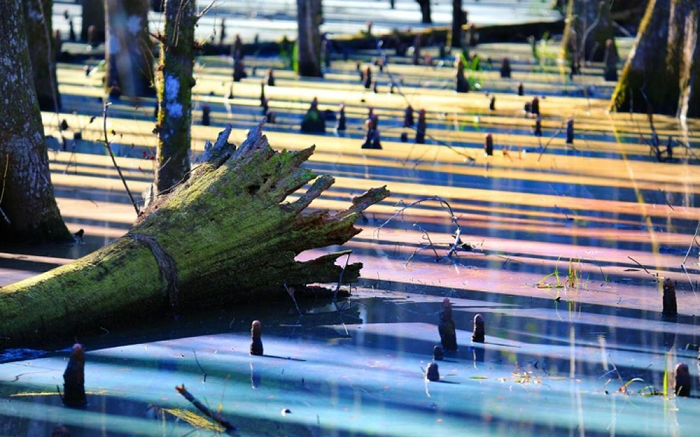 Khi mặt nước càng giữ được sự yên tĩnh không bị xáo trộn càng lâu, hiệu ứng quang phổ tuyệt đẹp này càng trở nên mạnh mẽ. Và đầm lầy sẽ rực rỡ nhất khi hầu hết lá trong vùng đã rụng.