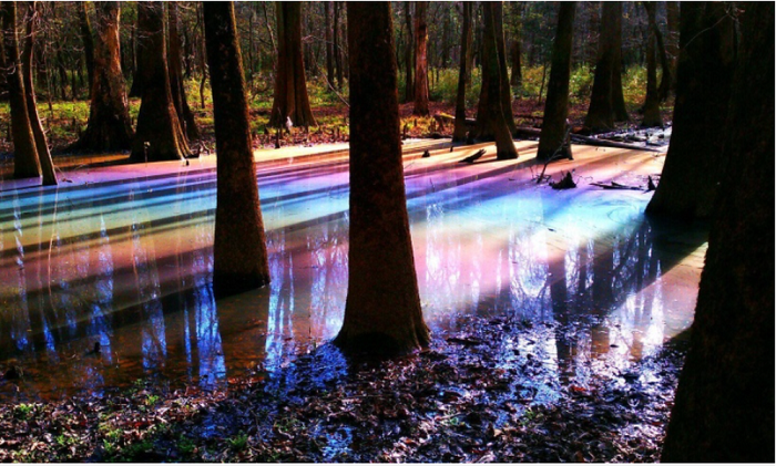 Vào mùa thu, những chiếc lá rơi xuống nước tạo nên một cảnh tượng kỳ diệu nhất. Chất hóa học được giải phóng từ những chiếc lá rụng xuống nước sẽ phản chiếu các màu sắc khác nhau và tạo ra cầu vồng bên trên mặt nước.