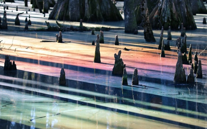 Lăng kính sống động soi khắp đầm lầy. Đó là khi Mẹ thiên nhiên đang thực hiện "phép thuật" với đứa con cưng của mình.