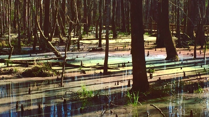 “Mặt nước đầm lầy cần phẳng lặng và không có gió thổi qua. Chỉ một cơn gió mạnh cũng sẽ khiến lớp mặt phẳng mỏng màu cầu vồng phía trên đầm lầy tan biến nhanh chóng”.