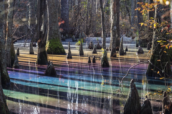 Trong điều kiện hoàn hảo, một mô hình màu hồng, tím, xanh lam và vàng phủ khắp mặt nước dưới những bóng cây khô cằn. Cả khu rừng như bừng sáng lung linh hệt như xứ thần tiên.