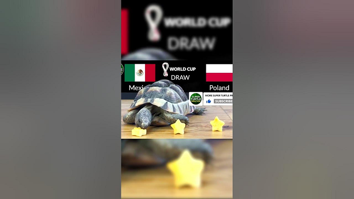 Mèo Cass là cái tên nổi tiếng nhất, nhưng "nhà tiên tri" này cũng gặp phải sự cạnh tranh của những "đồng nghiệp". Một vài cái tên khác bắt đầu nổi lên trên mạng xã hội trong mùa World Cup 2022, như "rùa thần" - một chú rùa được đặt tên là God, đại bàng Romeo hay cặp gấu trúc Suhail-Thuraya.