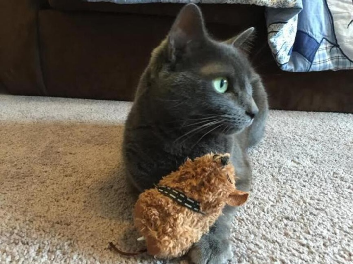 Trước trận đấu hôm nay, "nhà tiên tri" động vật chú mèo Cass đã dự đoán tỉ số trận Tây Ban Nha vs Costa Rica với chiến thắng thuộc về đội tuyển Tây Ban Nha.