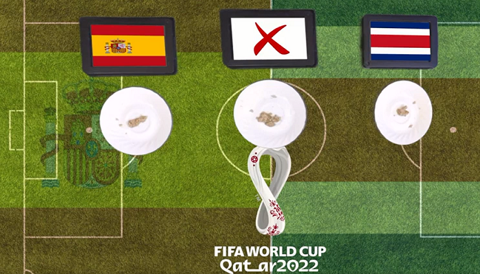 Người chủ Dirk Copland là người hỗ trợ mèo Cass thực hiện màn dự đoán trứ danh, mỗi lần chỉ kéo dài khoảng vài giây. Copland làm một tấm phản nhỏ có hình sân bóng, mỗi bên có một cái đĩa đựng đồ ăn yêu thích của Cass, thêm một đĩa ở giữa tượng trưng cho kết quả hòa. Nhiệm vụ của mèo Cass là tìm đến đĩa đồ ăn mà chú ưa thích.