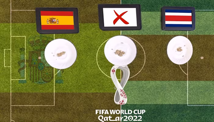 Người chủ Dirk Copland là người hỗ trợ mèo Cass thực hiện màn dự đoán trứ danh, mỗi lần chỉ kéo dài khoảng vài giây. Copland làm một tấm phản nhỏ có hình sân bóng, mỗi bên có một cái đĩa đựng đồ ăn yêu thích của Cass, thêm một đĩa ở giữa tượng trưng cho kết quả hòa. Nhiệm vụ của mèo Cass là tìm đến đĩa đồ ăn mà chú ưa thích.