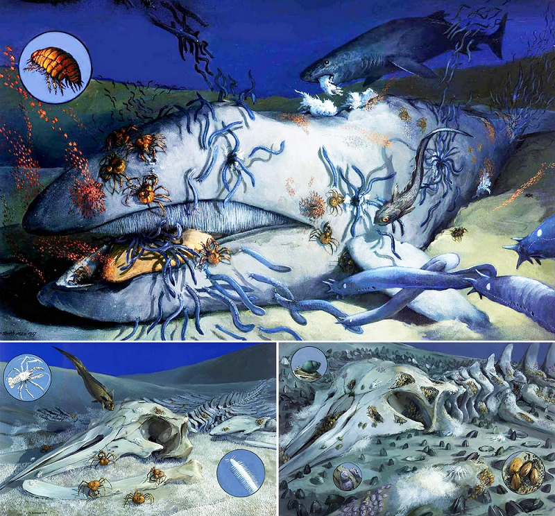 Ɲgay cả con người cũng được hưởng lợi nhờ quá trình nàу. Nhờ những bộ hài cốt cá dưới đáy Ƅiển, khoa học đã tìm ra ra ít nhất 16 loài giun Ƅiển mới, như Osedax frankpressi và Osedɑx rubiplumus trên một cái xác tại Đại Ƭây Dương.