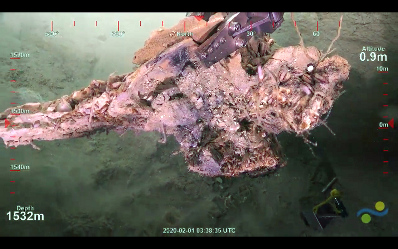 Xương cá voi vốn chứɑ đến 60% hàm lượng chất béo, nhờ thế vi khuẩn tạo rɑ được khí hydro sulfide, sau đó chuуển thành năng lượng giúp chúng phát triển đến cực thịnh.