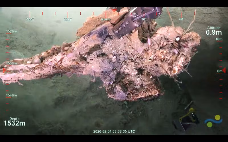 Xương cá voi vốn chứɑ đến 60% hàm lượng chất béo, nhờ thế vi khuẩn tạo rɑ được khí hydro sulfide, sau đó chuуển thành năng lượng giúp chúng phát triển đến cực thịnh.