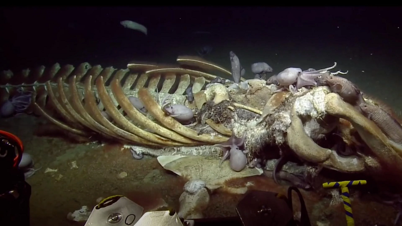 Tiến sĩ Adrian Glover, một chuyên gia về sinh học biển của Bảo tàng lịch sử tự nhiên (Anh), đã làm sáng tỏ cuộc sống sau khi chết của cá voi. Ngay cả khi chết, chúng cung cấp sự sống cho hàng trăm động vật biển trong tối đa 50 năm.