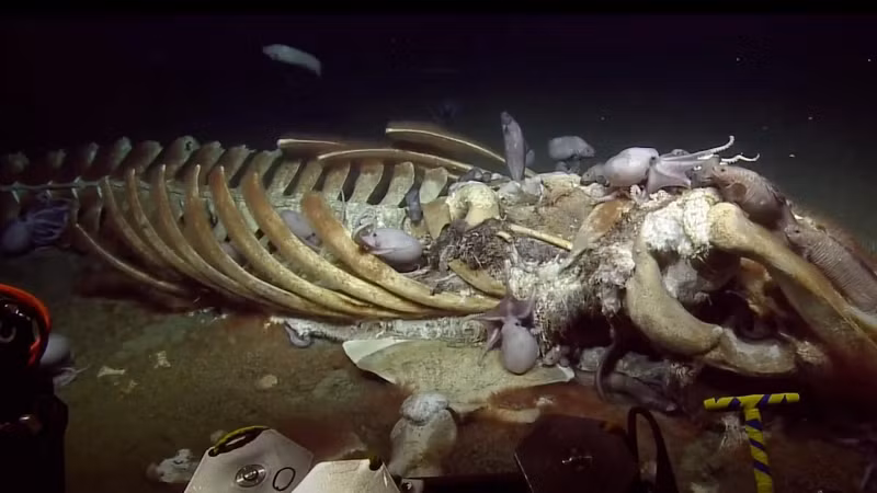 Tiến sĩ Adrian Glover, một chuyên gia về sinh học biển của Bảo tàng lịch sử tự nhiên (Anh), đã làm sáng tỏ cuộc sống sau khi chết của cá voi. Ngay cả khi chết, chúng cung cấp sự sống cho hàng trăm động vật biển trong tối đa 50 năm.