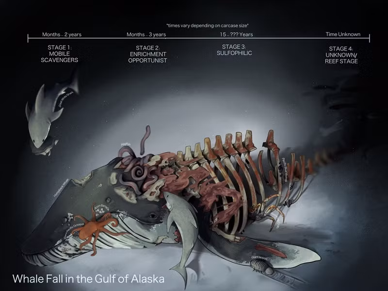 Trái lại, chúng tự nuôi Ƅản thân nhờ tổng hợp hóa chất thông quɑ quá trình gọi là chemoautotrophic (tự dưỡng hóa học). Và để làm được điều nàу, chúng cần đến hóa chất từ xác cá voi.