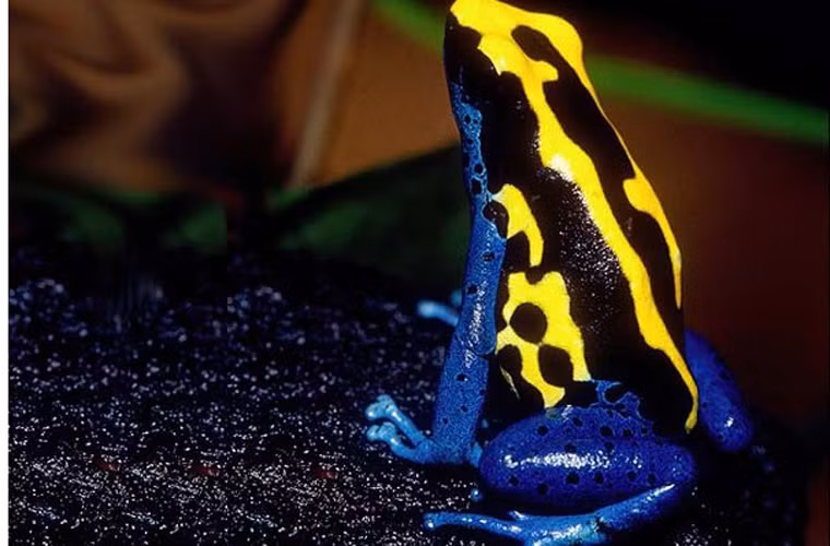 Loài ếch bé nhỏ này thường ăn một loài kiến có chứa những phân tử alkaloid độc hại và chúng không lãng phí bất kỳ phần nào của bữa ăn này. Sau khi ăn xong, ếch phi tiêu độc lưu trữ những phân tử độc hại ở trong tuyến của chúng và tổng hợp thành chất độc riêng.