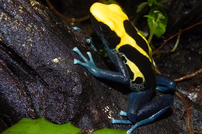 Điều đáng sợ hơn, nọc độc của chúng có thể tồn tại tới 1 năm. Nếu lỡ tay chạm vào chúng, điều đó không có nghĩa là bạn có thể bị trúng độc qua da, bởi vì chúng chỉ bài tiết chất độc qua da khi cảm thấy bị đe dọa, tuy nhiên cũng không vì thế mà có thể chạm vào chúng thoải mái.