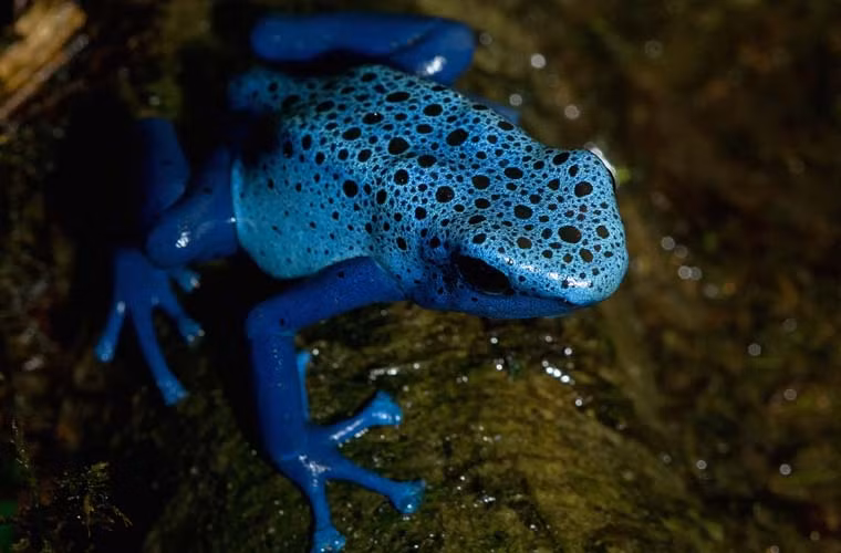 Mặc dù biết đây là sinh vật cực độc, nhưng một số người vẫn chọn ếch phi tiêu độc để làm vật nuôi. Bởi vì chất độc của chúng đến từ những gì chúng ăn, nên người nuôi cũng có thể "vô hiệu hóa" một con ếch phi tiêu độc bằng cách cung cấp cho nó một chế độ ăn kiêng nghiêm ngặt, trong đó bao gồm côn trùng không độc.