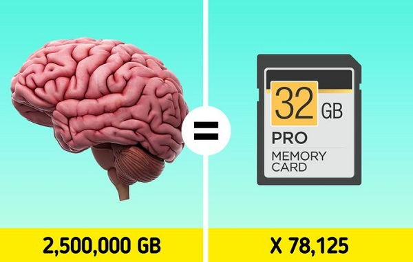  2. Dung lượng lưu trữ của não người là 2,5 triệu gigabyte: Theo một nghiên cứu, bộ nhớ trong não của chúng ta tương đương 2,5 triệu GB, có thể được so sánh với việc chứa 3 triệu giờ xem các chương trình truyền hình.