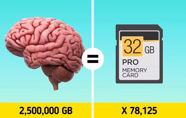  2. Dung lượng lưu trữ của não người là 2,5 triệu gigabyte: Theo một nghiên cứu, bộ nhớ trong não của chúng ta tương đương 2,5 triệu GB, có thể được so sánh với việc chứa 3 triệu giờ xem các chương trình truyền hình.