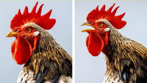  4. Gà trống có sẵn nút bịt tai: Gà trống có thể phát ra tiếng gáy khá lớn, to hơn 100 decibel, tương đương với âm thanh của cưa máy. Vậy tại sao tiếng động lớn như vậy không làm chúng chói tai? Câu trả lời thực sự nằm ở cấu trúc đầu độc đáo của nó. Đầu của gà trống có cấu trúc tương tự như nút bịt tai tích hợp, có thể giúp chúng chặn âm thanh lớn mà chúng tạo ra.