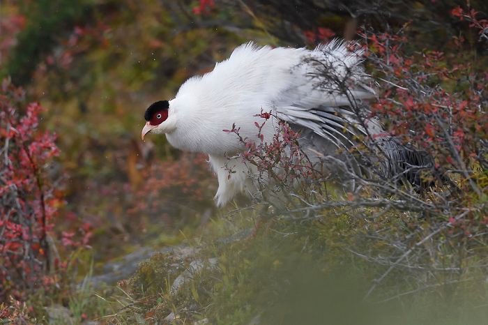 Không chỉ có màu sắc tuyệt đẹp và chất lượng lông tuyệt vời, chim trĩ trắng trống còn có khả năng giao phối mạnh trong các loài chim, khi một con chim trĩ trống có thể đạp 3 chim mái 4 lần trong chưa đầy 5 phút. Trong môi trường tự nhiên một chim trĩ đực thường quản lý và giao phối với rất nhiều chim mái.