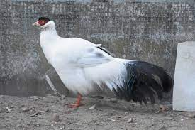 Chim trống trưởng thành có thể nặng tới 1,5–2 kg, lông đuôi có thể đạt 0,4 – 0,6m, tùy theo chế độ chăm sóc và mật độ nuôi thả. Chim mái có kích thước nhỏ hơn chim trống và đuôi ngắn hơn, trọng lượng bình quân của một chim mái trưởng thành khoảng 0,7–1,3 kg.