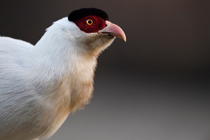 Với bản tính rất hăng về dục vọng, một chim trĩ trống có thể đạp liên hồi nhiều chim trĩ mái trong một thời gian ngắn, có những thời điểm chỉ trong thời gian chưa đầy 5 phút một chim trĩ đực đã đạp liên hồi tới 4 lần/3 chim mái.