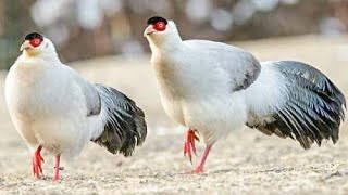 Việc nuôi với tỷ lệ chim trĩ trắng mái quá nhiều cũng không tốt cho chim trống và chất lượng phôi trứng, đàn chim bố mẹ sinh sản theo tỷ lệ 1 trống với 3 mái. Một năm chúng cũng có thể cho năng suất từ 80-120 trứng.