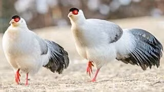 Việc nuôi với tỷ lệ chim trĩ trắng mái quá nhiều cũng không tốt cho chim trống và chất lượng phôi trứng, đàn chim bố mẹ sinh sản theo tỷ lệ 1 trống với 3 mái. Một năm chúng cũng có thể cho năng suất từ 80-120 trứng.