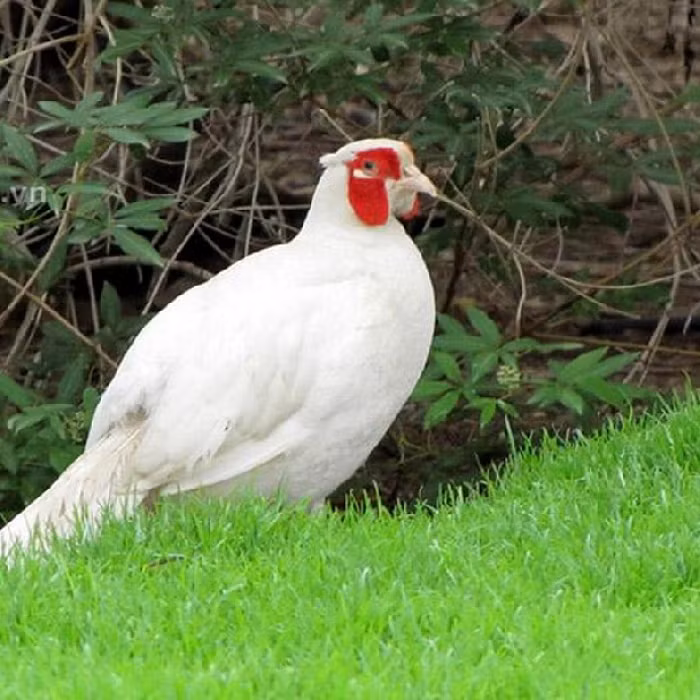 Trong những hình ảnh mà du khách nói trên đăng tải, có thể thấy con chim màu trắng có cái đuôi dài kiêu sa, lướt đi trong không gian với đôi cánh đẹp ma mị, mỗi cái đập cánh đều phiêu dật phóng khoáng, dáng bay ưu nhã, đẹp đến hút hồn.