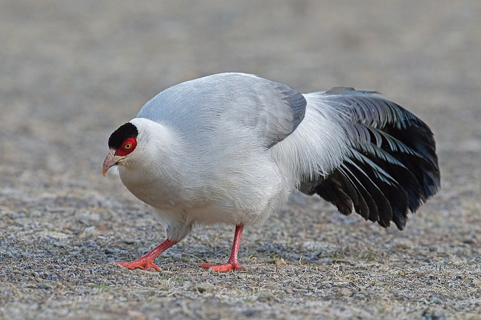 Sự việc gây xôn xao đến nỗi các nhà khoa học cũng tham gia giải đáp. Chuyên gia động vật hoang dã cho biết, con "phượng hoàng trắng" trong loạt ảnh này thực chất là chim trĩ trắng, loài động vật quý hiếm thuộc nhóm được bảo vệ cấp độ hai trong "Danh sách động vật hoang dã được bảo vệ trọng điểm quốc gia" của Trung Quốc.