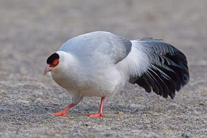 Sự việc gây xôn xao đến nỗi các nhà khoa học cũng tham gia giải đáp. Chuyên gia động vật hoang dã cho biết, con "phượng hoàng trắng" trong loạt ảnh này thực chất là chim trĩ trắng, loài động vật quý hiếm thuộc nhóm được bảo vệ cấp độ hai trong "Danh sách động vật hoang dã được bảo vệ trọng điểm quốc gia" của Trung Quốc.