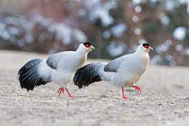 Trĩ trắng (Danh pháp khoa học: Crossoptilon crossoptilon) là một loài chim trĩ trong họ Phasianidae, phân bố ở vùng Đông Á và Đông Nam Á. Đây là một loài chim đẹp và quý hiếm trong nhiều loại chim trĩ song trĩ trắng có bộ lông đẹp hơn cả, đặc biệt là trĩ trống có khả năng đạp mái tần suất rất cao, có thể đạp nhiều mái trong vài phút.