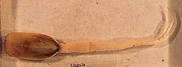 Loài vật này sống sót sau nhiều thảm họa đại tuyệt chủng mà không chịu bất kỳ ảnh hưởng nào và sống lâu hơn 99% số sinh vật từng tồn tại trên Trái đất. Chúng tự chôn mình rồi chờ cơ hội phát triển sau khi mọi thứ qua đi.