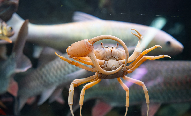 Hiện tại giá cua kiểng phụ thuộc vào kích thước theo chiều ngang của mai (từ 3 đến 7cm), dao động từ 80 đến 350 nghìn đồng. (Ảnh: Dân trí)