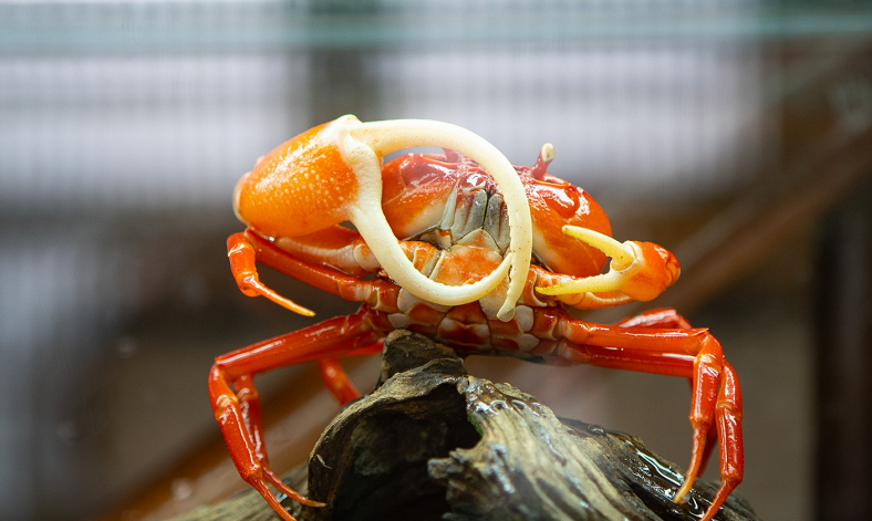 Theo Xuân Lộc, cua cảnh có tuổi thọ khoảng 10 năm trở lên. Trong môi trường nhân tạo, cua được nuôi ở hộp nhựa hoặc bể kính với mực nước 50 - 60%, lượng oxy dồi dào.