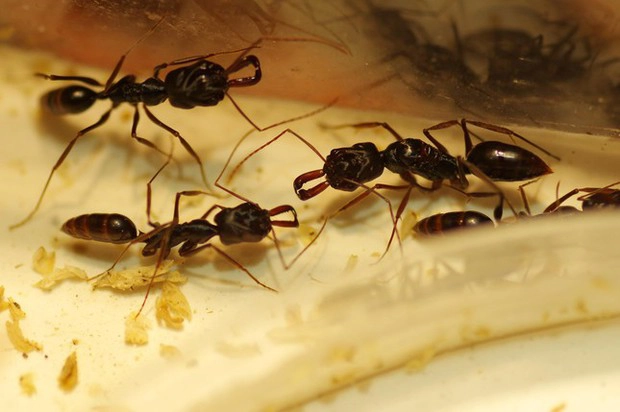 Bên cạnh cua kiểng, thú chơi kiến cảnh cũng là một trào lưu đang rất được yêu thích hiện nay. Tại TP HCM, anh Nguyễn Tấn Minh Nhựt đến với nghề nuôi kiến rất tình cờ. Kinh doanh cửa hàng thủy sinh, là người yêu thích thiên nhiên nên anh thường xuyên tìm hiểu về nhiều loài động vật, trong đó có kiến.