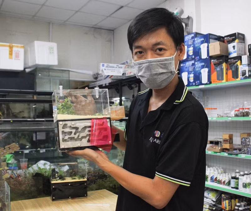 Tháng 8/2019, anh Nhựt tìm được một tổ kiến trong gốc cây rồi mang về để vào bể thủy sinh cho tự sinh sản. Lúc đó anh còn chưa biết đến cộng đồng chơi kiến.