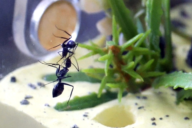 Một tank có hai phần chính: phần tổ bên dưới làm từ một loại xi măng xây dựng và phần mô phỏng không gian săn mồi của kiến, bao bọc bởi các lớp mica trong suốt. Ngoài ra còn có hai hộc nhỏ bên hông: hộc bên dưới là nơi kiến gom rác, thức ăn thừa để làm sạch tổ, hộc bên trên là nơi để thức ăn.