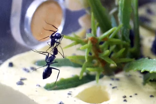 Một tank có hai phần chính: phần tổ bên dưới làm từ một loại xi măng xây dựng và phần mô phỏng không gian săn mồi của kiến, bao bọc bởi các lớp mica trong suốt. Ngoài ra còn có hai hộc nhỏ bên hông: hộc bên dưới là nơi kiến gom rác, thức ăn thừa để làm sạch tổ, hộc bên trên là nơi để thức ăn.