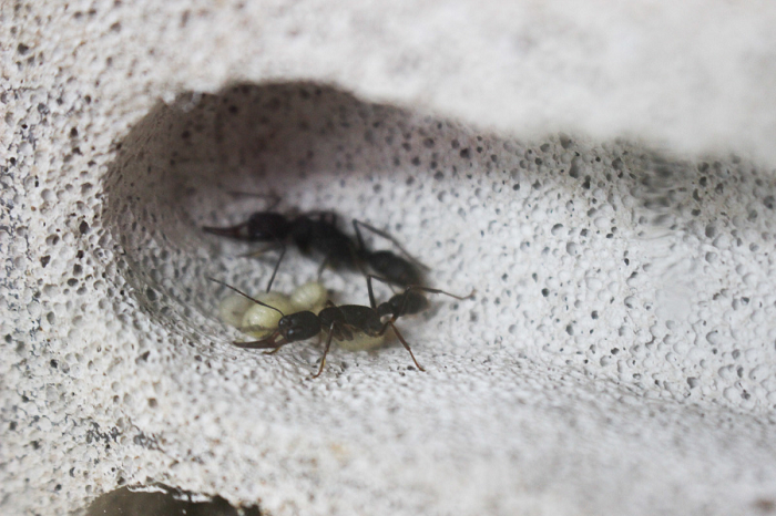 Một chiếc tank chuẩn phải đảm bảo yếu tố kín, khít để tránh xổng kiến hoặc kiến bên ngoài tự nhiên xâm nhập vào phá đàn kiến nuôi. Phần nắp tank được làm bằng lưới để tạo độ thông thoáng.