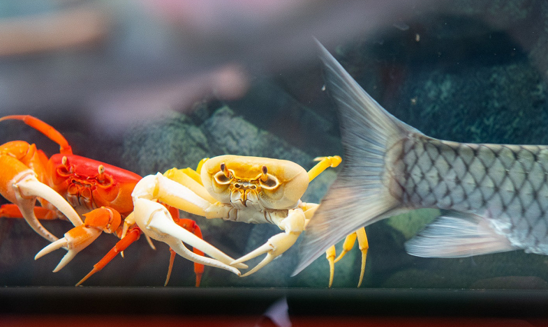 Tuy nhiên để cua có được màu sắc bắt mắt thì không hề dễ dàng chút nào. Vì trong quá trình ăn, cua gặm đất và tạo ra sắc tố màu nên người nuôi phải mang đất từ các khu vực chúng sinh sống để đem về nhân tạo.