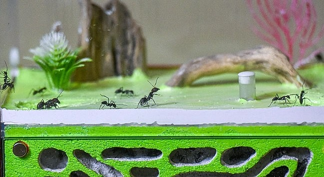 Đây là loại không thể leo nên nuôi khá nhàn. Một trong những nỗi khổ của người nuôi kiến là việc bắt chúng lại khi xổng chuồng. "Phải thật kiên nhẫn, nhẹ tay nếu không sẽ làm chết", anh Nhựt chia sẻ.