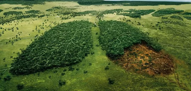 Chỉ sau 2 thập kỷ sau, thiên nhiên đã hoàn toàn tiếp quản nơi đây khi bao phủ trọn vẹn những ngôi nhà là dây leo và cây thường xuân.