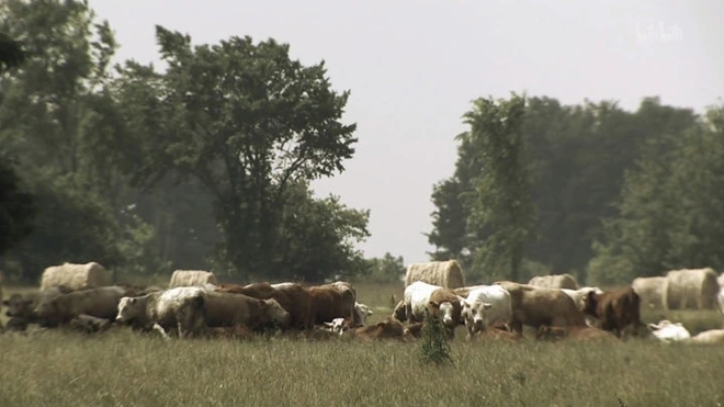 Lúc này, những con vật từng sống trong xã hội loài người bắt đầu hoảng loạn. Một số loài động vật lớn trong vườn thú có thể chạy trốn vì sự cố lưới điện trong khu vực, trong khi những động vật nhỏ có thể chết đói trong chuồng vì không thể thoát ra bên ngoài.