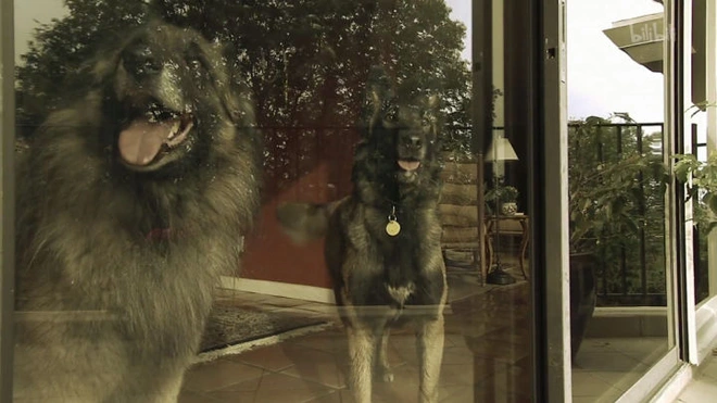 Những vật nuôi trong nhà cũng có nguy cơ tương tự. Những con thú cưng bị nhốt trong nhà khi đã ăn hết tất cả những thực phẩm có thể tìm kiếm được mà con người để lại trước đó, chúng sẽ phải đối mặt với nạn đói.