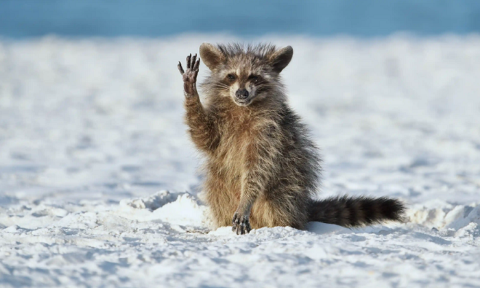 Xin chào loài người.
