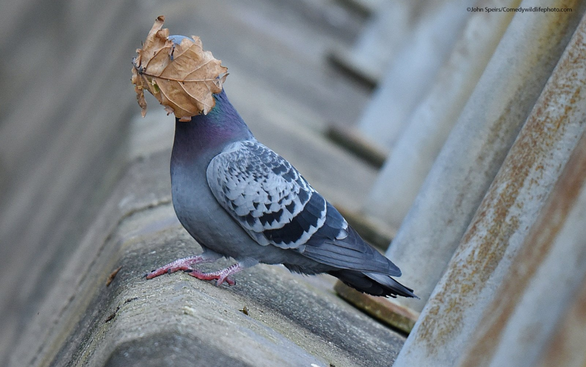 Quá mệt mỏi rồi.