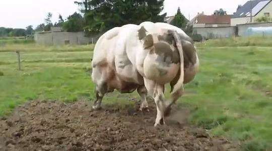 Người ta không nhập bò 3B thuần chủng về nuôi làm bò thịt vì không có hiệu quả kinh tế. Bò nuôi lấy thịt là bò lai 3B, dù các chỉ số về trọng lượng, tỉ lệ thịt không bằng giống gốc nhưng cải thiện hơn giống bò địa phương là tốt rồi" – một cán bộ Trung tâm Khuyến nông Quốc gia giải thích.